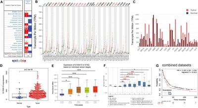 S100A10 Accelerates Aerobic Glycolysis and Malignant Growth by Activating mTOR-Signaling Pathway in Gastric Cancer